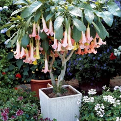Collection de 3 Brugmansias : rouge et or, jaune, rose - Idéal pour créer un coin tropical