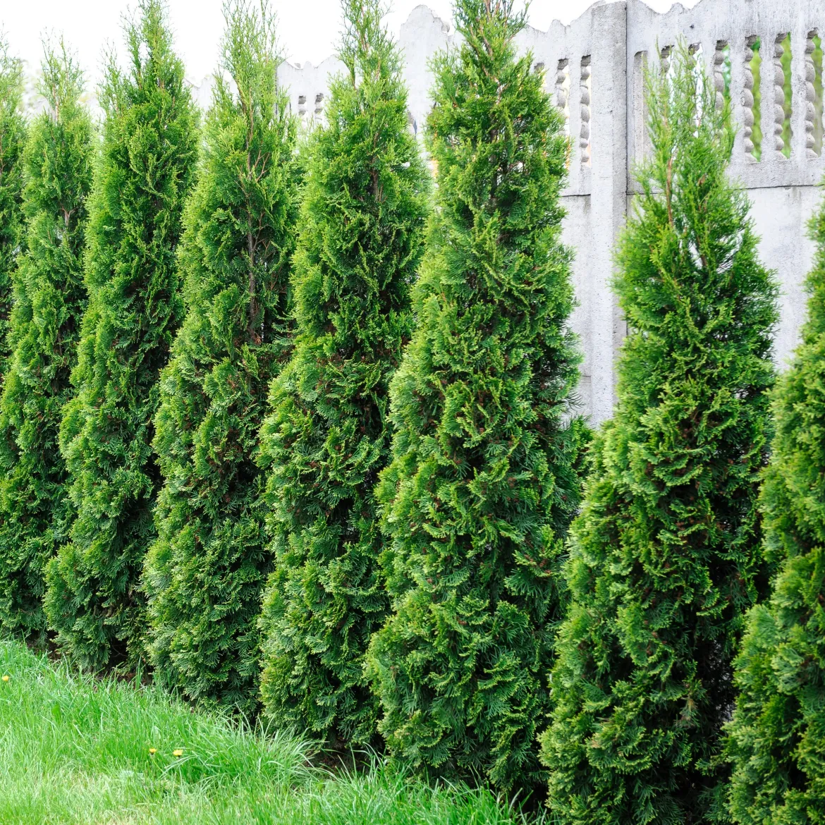 Collection de 5 conifères persistants - Un jardin vert toute l'année