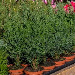 Collection de 5 conifères persistants - Un jardin vert toute l'année