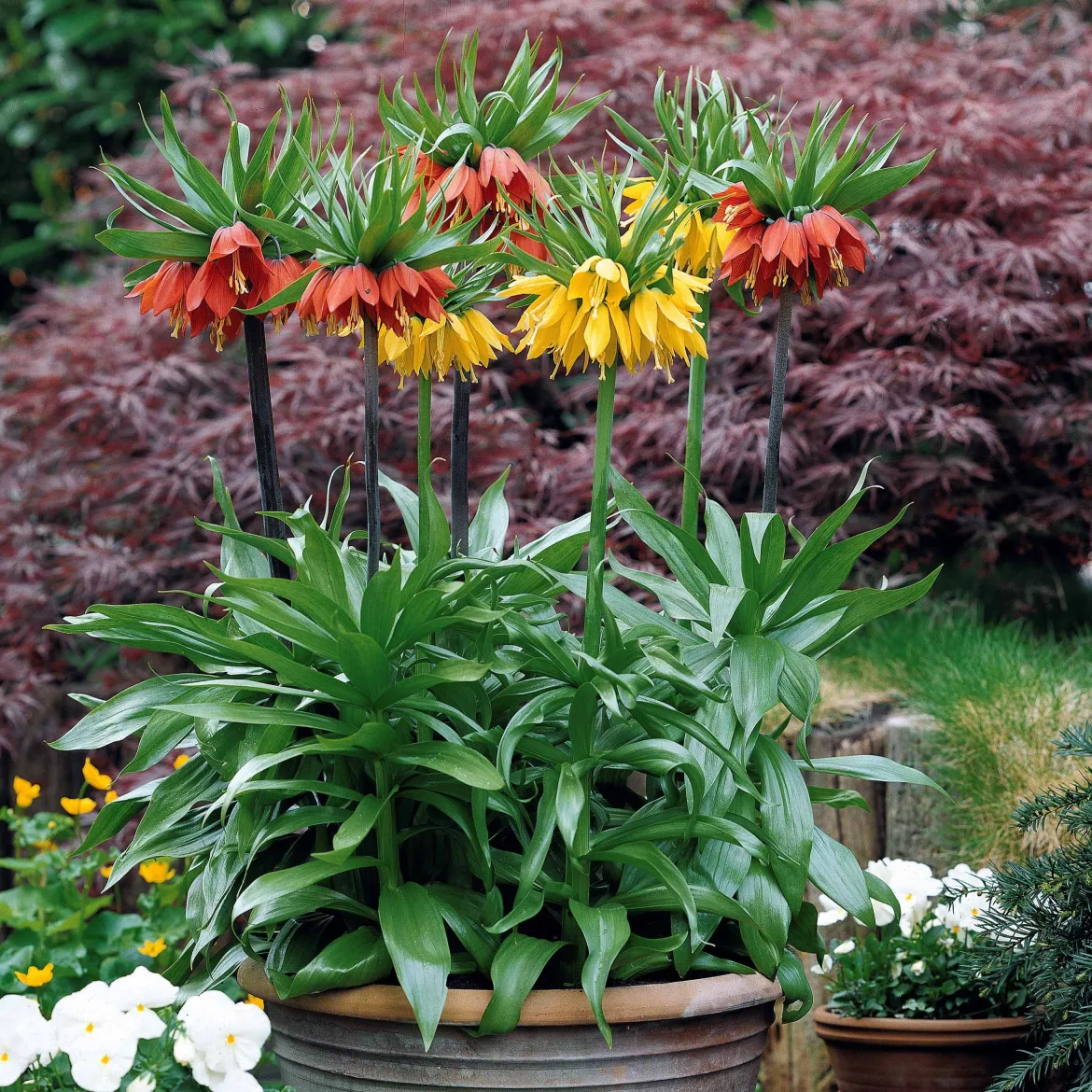 Collection de 3 Couronnes impériales : jaune, rouge, orange - Le port royal au jardin
