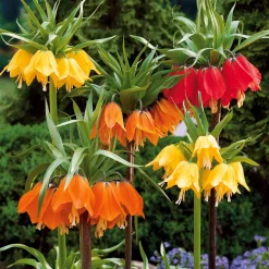Collection de 3 Couronnes impériales : jaune, rouge, orange - Le port royal au jardin