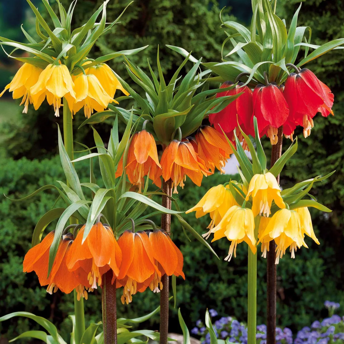 Collection de 3 Couronnes impériales : jaune, rouge, orange - Le port royal au jardin