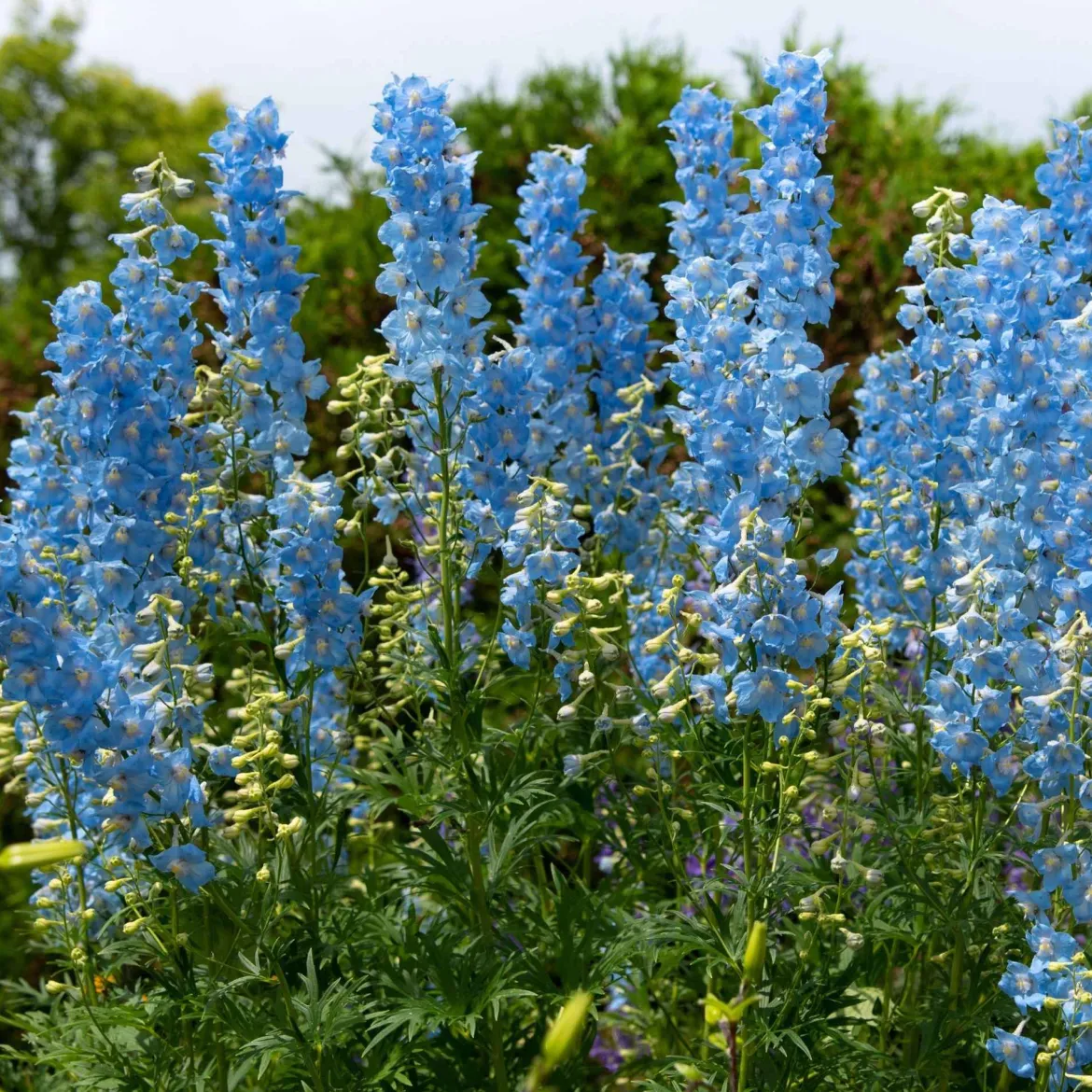 Collection de delphiniums et tritomas - Parfait pour des massifs lumineux