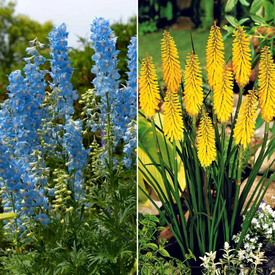 Collection de delphiniums et tritomas - Parfait pour des massifs lumineux