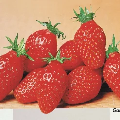 Collection de 60 fraises de 6 mois : Mara des Bois, Maestro, Gariguette - Parfumées et faciles à cultiver