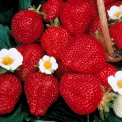 Collection de 60 fraises de 6 mois : Mara des Bois, Maestro, Gariguette - Parfumées et faciles à cultiver