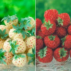Collection de 4 fraisiers originaux - Parfait pour desserts originaux