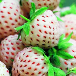 Collection de 4 fraisiers originaux - Parfait pour desserts originaux