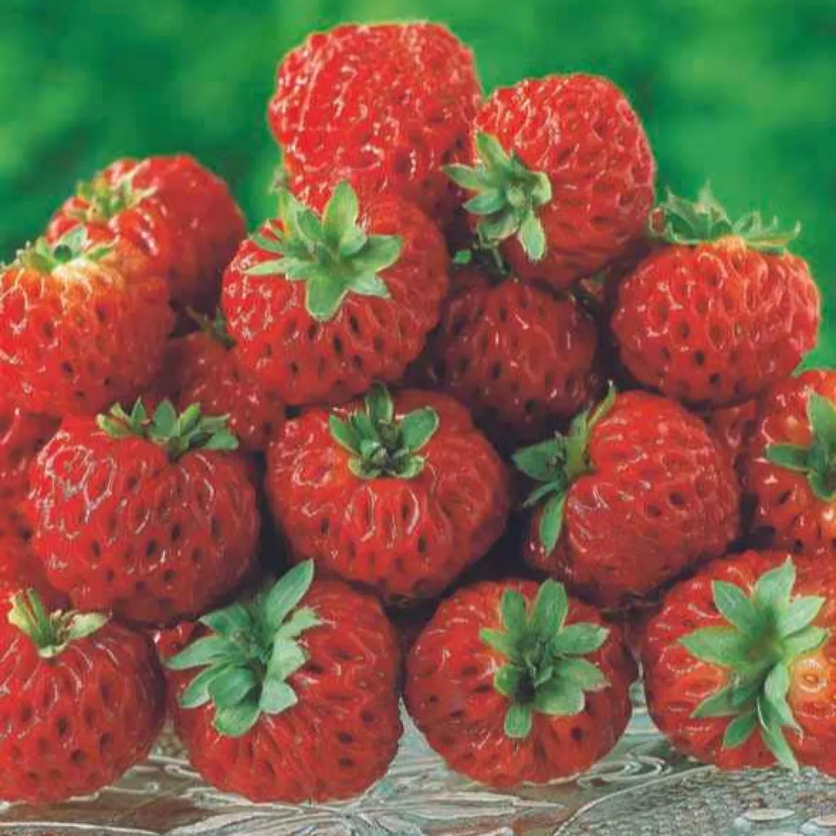 Collection de 4 fraisiers originaux - Parfait pour desserts originaux