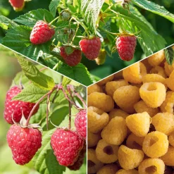 Collection de Framboisiers : Marastar,Fallgold, Sumo - Framboises en Trio Gourmand
