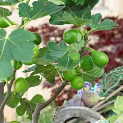 Collection de 3 fruitiers d'été : Figuier, Mûrier, Kiwi - Un trio gourmand pour votre jardin