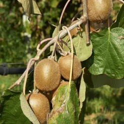 Collection de 3 fruitiers d'été : Figuier, Mûrier, Kiwi - Un trio gourmand pour votre jardin