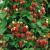 Collection de 9 Fruitiers à fruits rouges - Idéal pour jardins gourmands