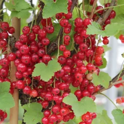 Collection de 9 Fruitiers à fruits rouges - Idéal pour jardins gourmands