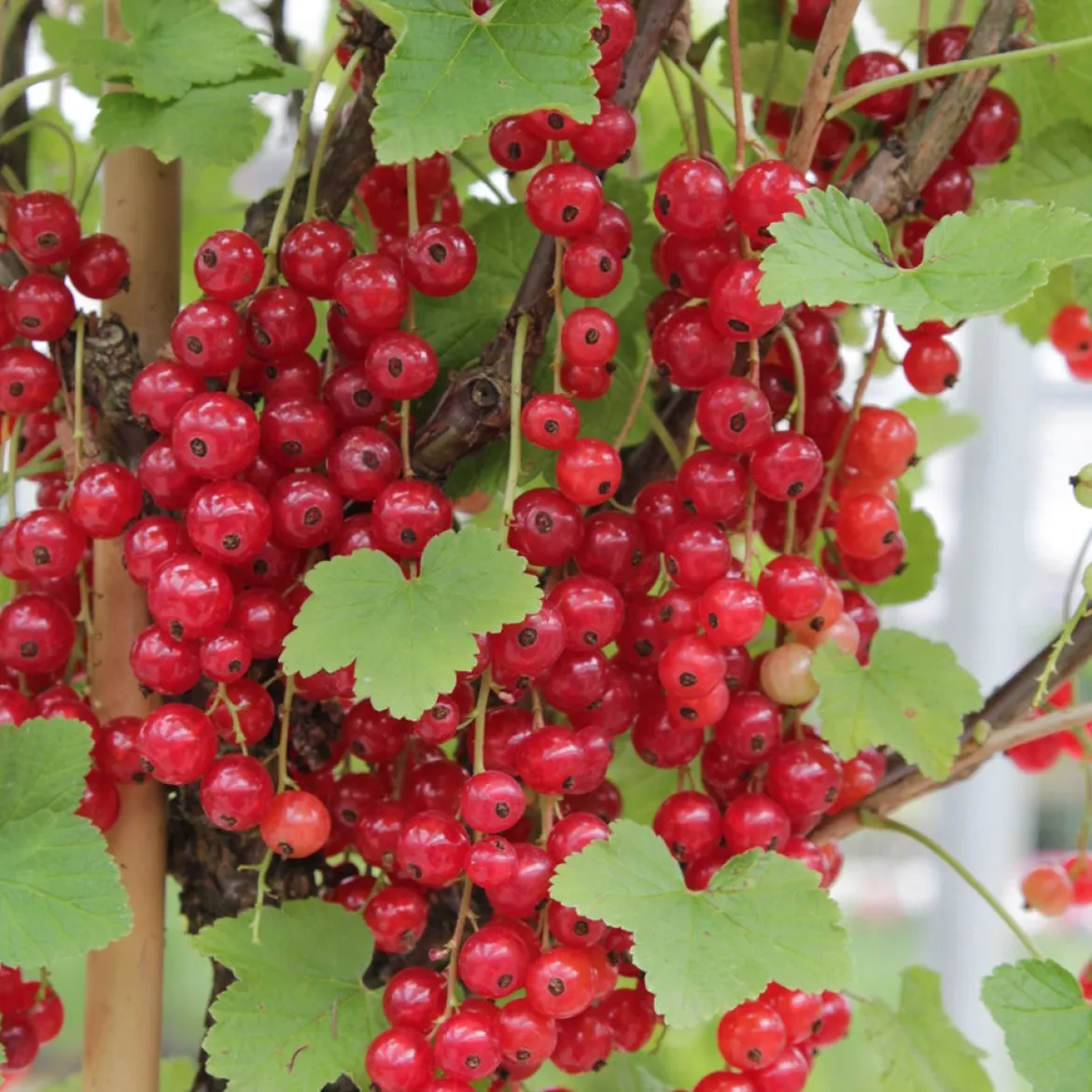 Collection de 9 Fruitiers à fruits rouges - Idéal pour jardins gourmands