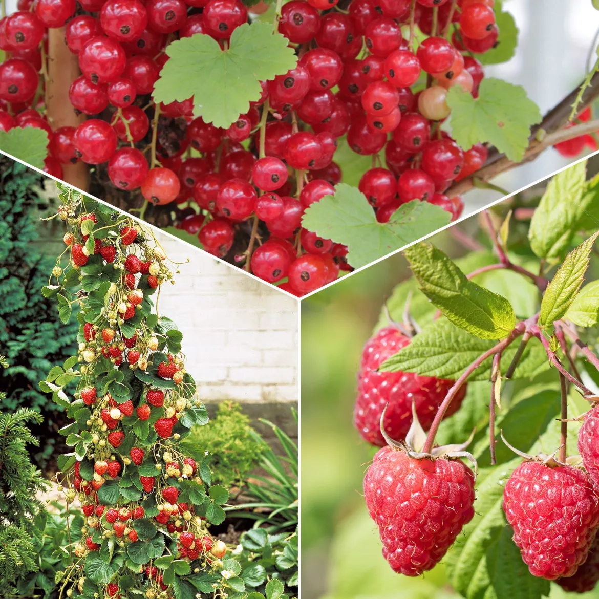 Collection de 9 Fruitiers à fruits rouges - Idéal pour jardins gourmands