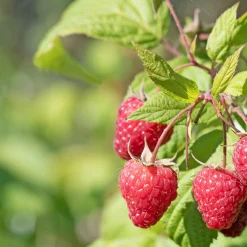 Collection de 9 Fruitiers à fruits rouges - Idéal pour jardins gourmands
