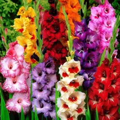 Collection de 50 Glaïeuls - 50 bouquets nés au jardin