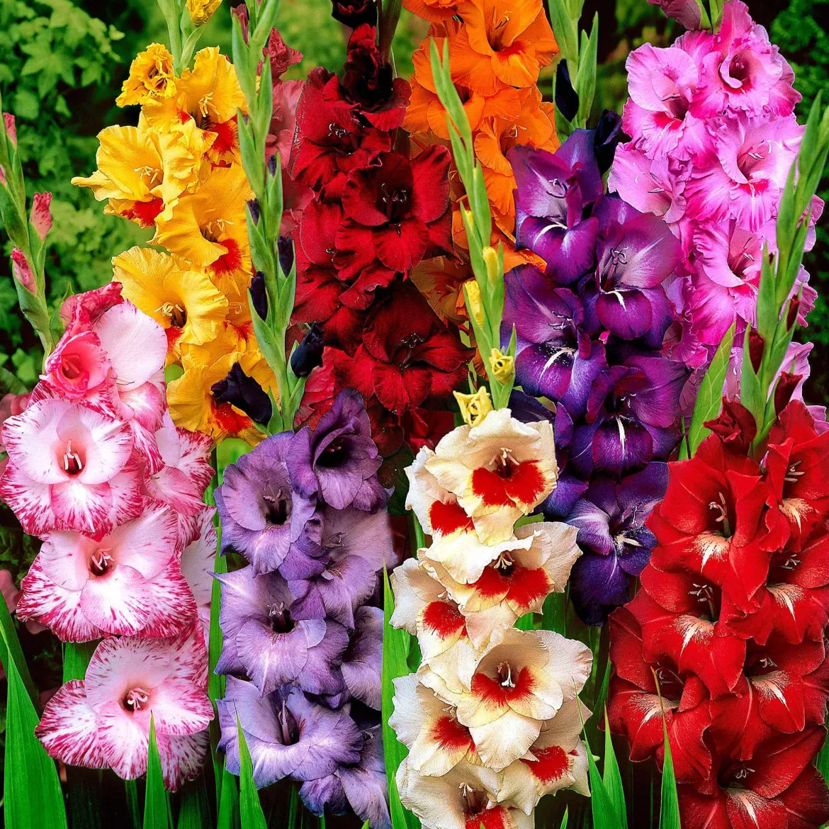 Collection de 50 Glaïeuls - 50 bouquets nés au jardin