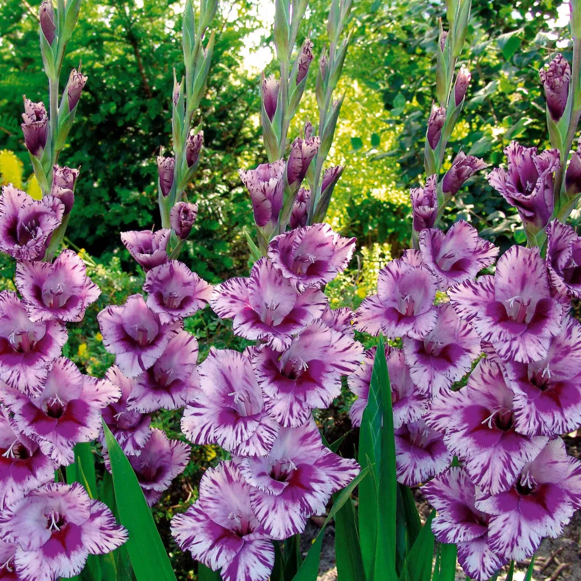 Collection de 50 Glaïeuls - 50 bouquets nés au jardin