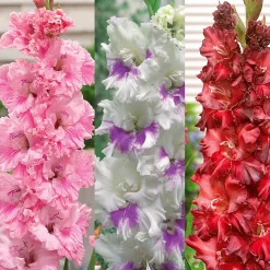 Collection de 30 Glaïeuls perroquets - Parfait pour des massifs colorés