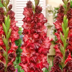 Collection de 30 Glaïeuls perroquets - Parfait pour des massifs colorés