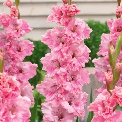 Collection de 30 Glaïeuls perroquets - Parfait pour des massifs colorés