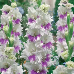 Collection de 30 Glaïeuls perroquets - Parfait pour des massifs colorés