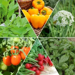 Collection de graines pour carré potager #1 - Idéal pour un potager compact