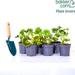 Collection de 6 Géraniums : rouges, blancs, Dark Lilac - Un balcon fleuri tout l'été