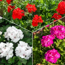 Collection de 6 Géraniums : rouges, blancs, Dark Lilac - Un balcon fleuri tout l'été