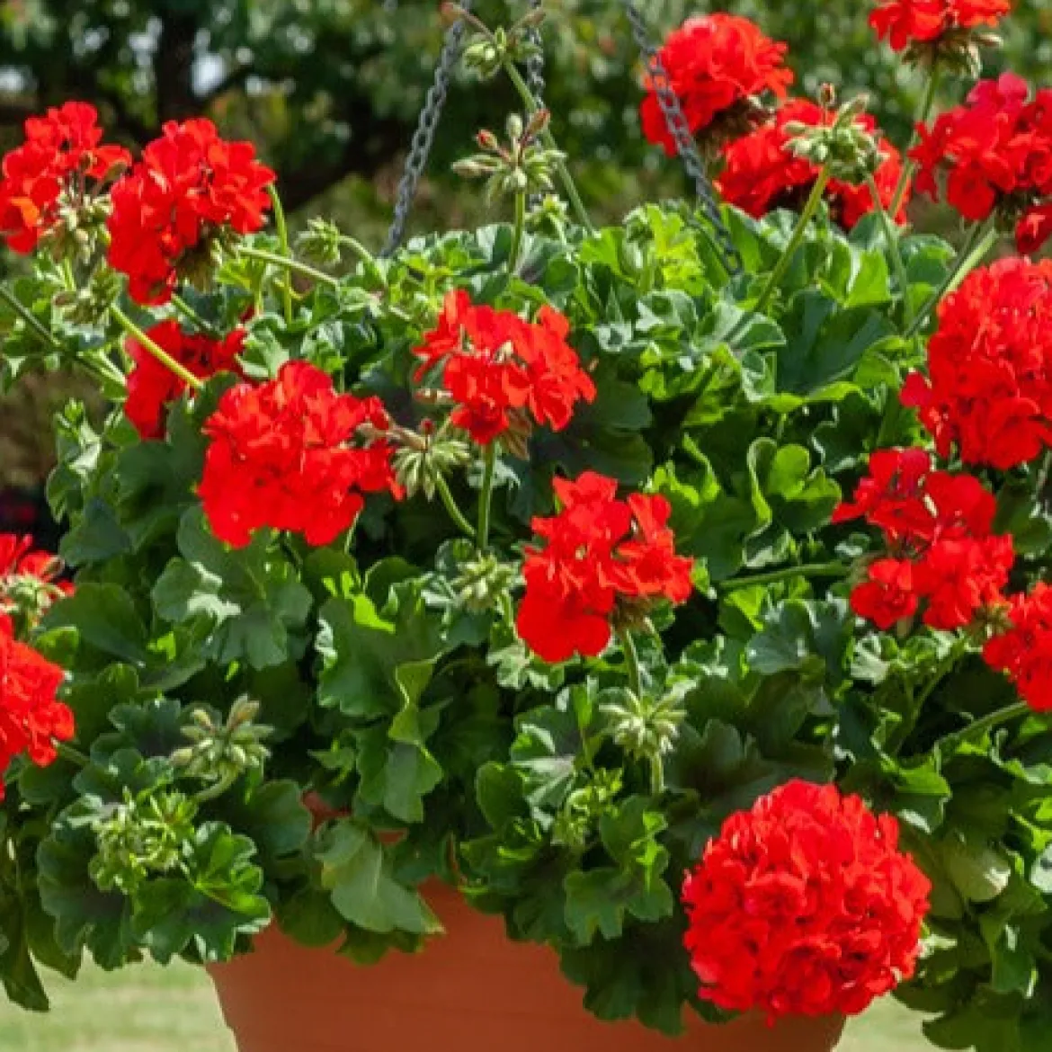 Collection de 6 Géraniums : rouges, blancs, Dark Lilac - Un balcon fleuri tout l'été