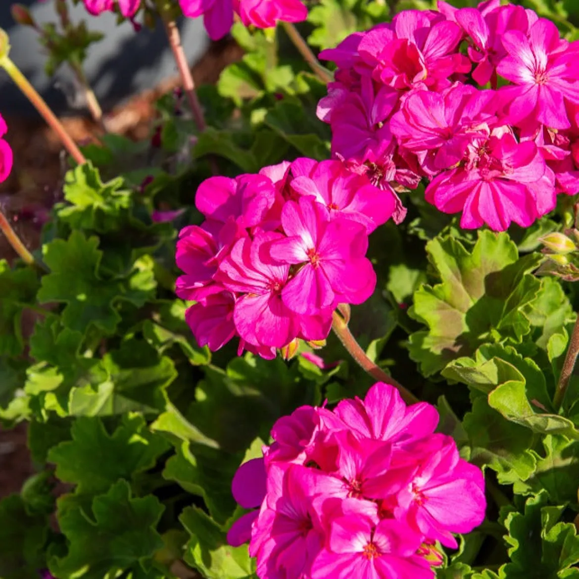 Collection de 6 Géraniums : rouges, blancs, Dark Lilac - Un balcon fleuri tout l'été