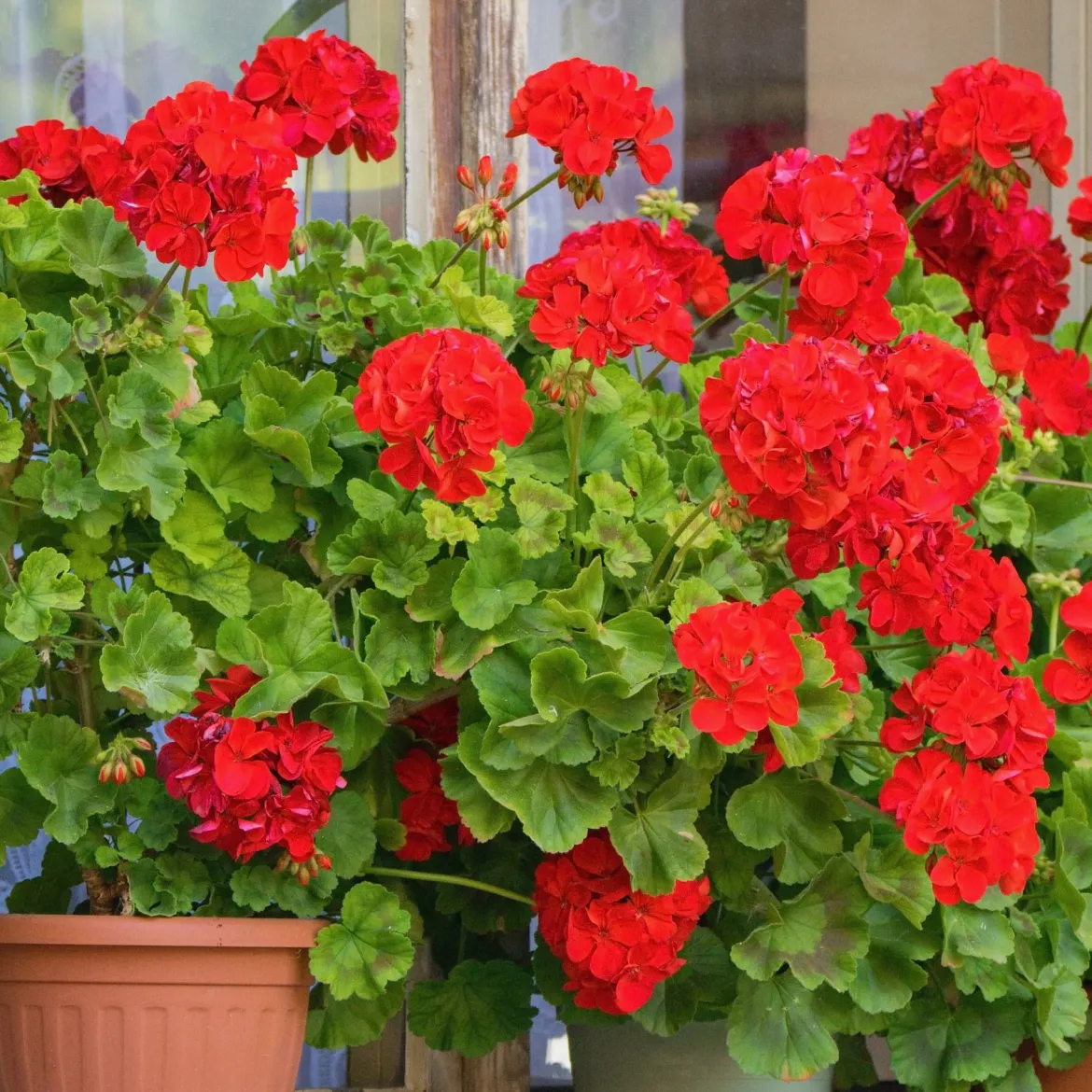 Collection de 6 Géraniums : rouges, blancs, Dark Lilac - Un balcon fleuri tout l'été
