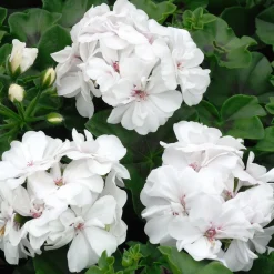 Collection de 6 Géraniums : rouges, blancs, Dark Lilac - Un balcon fleuri tout l'été