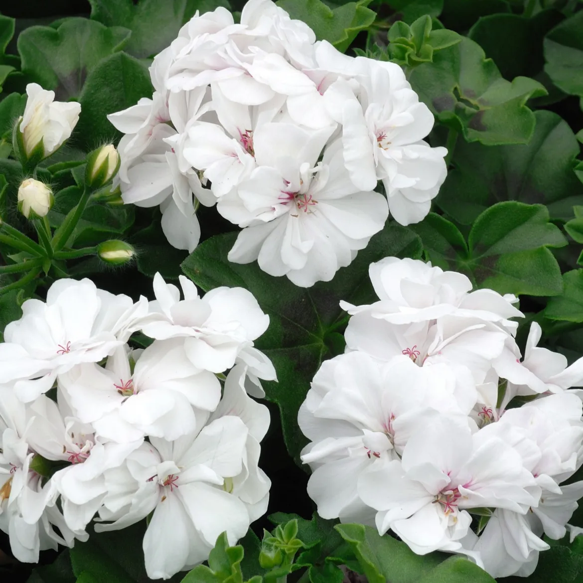 Collection de 6 Géraniums : rouges, blancs, Dark Lilac - Un balcon fleuri tout l'été