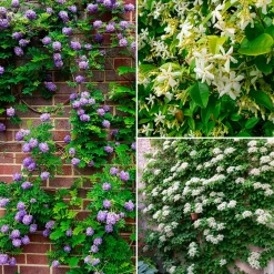 Collection de 3 grimpantes : jasmin, glycine, hortensia grimpant - Idéal pour treillages et pergolas