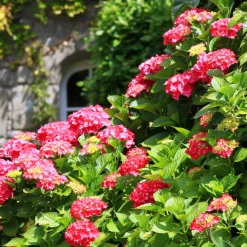 Collection de 3 Hortensias : rouge, bleu, rose - Un classique pour vos massifs verdoyants