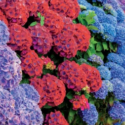 Collection de 4 Hortensias rouges et bleus - Couleurs fascinantes, jardin rayonnant