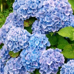 Collection de 4 Hortensias rouges et bleus - Couleurs fascinantes, jardin rayonnant