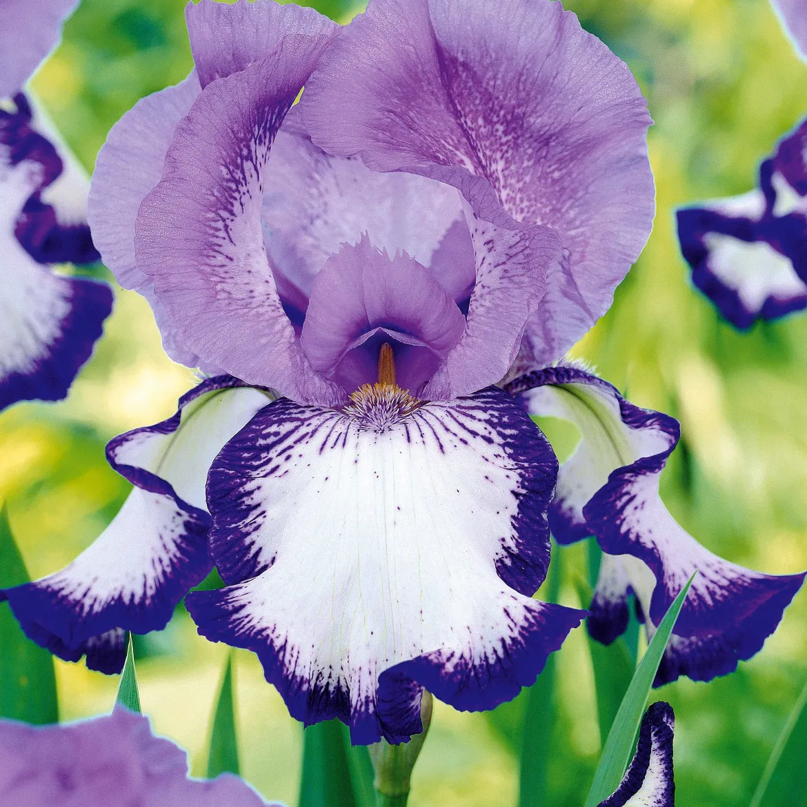 Collection de 6 Iris de jardin : Lasso, Bordure, Sangreal - Créez un effet spectaculaire au jardin