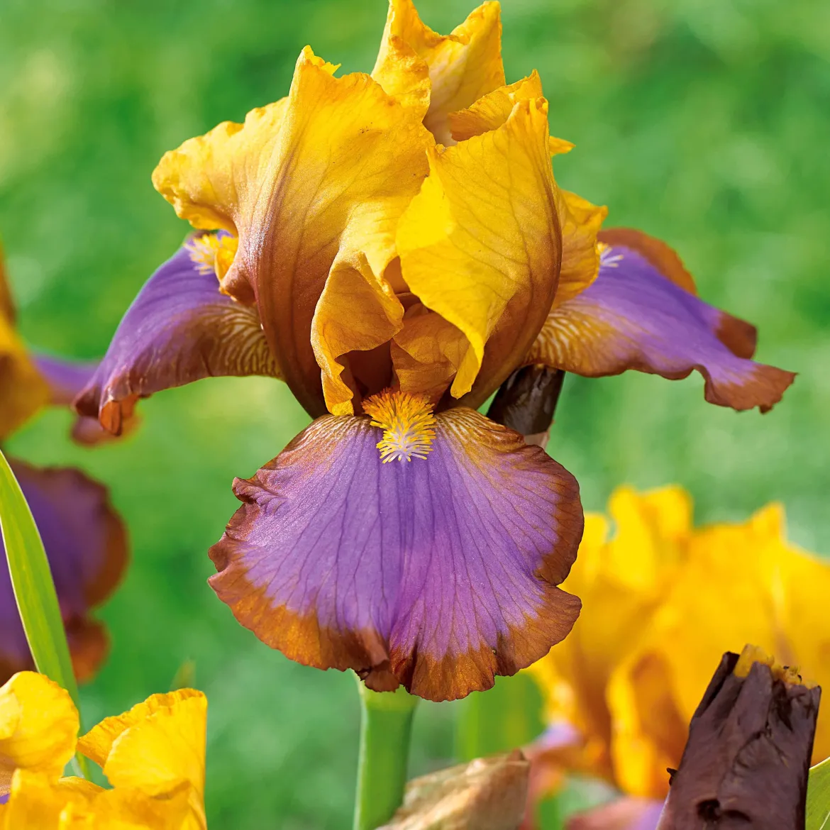 Collection de 6 Iris de jardin : Lasso, Bordure, Sangreal - Créez un effet spectaculaire au jardin