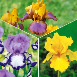 Collection de 6 Iris de jardin : Lasso, Bordure, Sangreal - Créez un effet spectaculaire au jardin