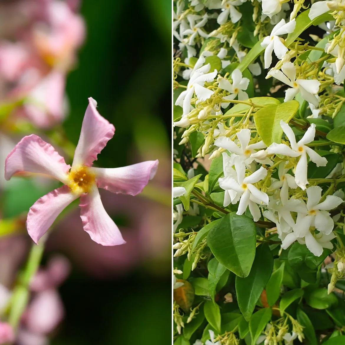 Collection de 2 Jasmin étoilé rose et blanc - Un mur parfumé en un été