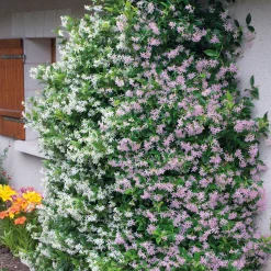 Collection de 2 Jasmin étoilé rose et blanc - Un mur parfumé en un été