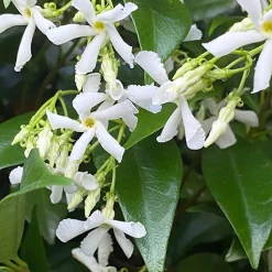 Collection de 2 Jasmin étoilé rose et blanc - Un mur parfumé en un été