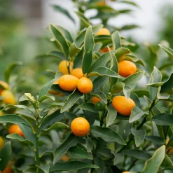 Collection de 2 Kumquat et Citronnier - Parfait pour pot ou jardin ensoleillé