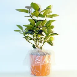 Collection de 2 Kumquat et Citronnier - Parfait pour pot ou jardin ensoleillé
