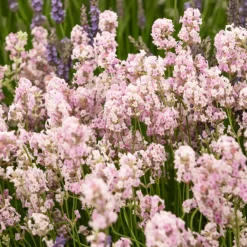 Collection de 4 Lavandes blanches et roses - Parfaite pour des bordures élégantes