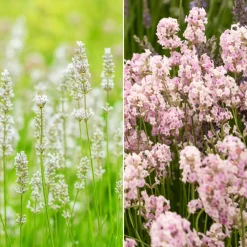 Collection de 4 Lavandes blanches et roses - Parfaite pour des bordures élégantes